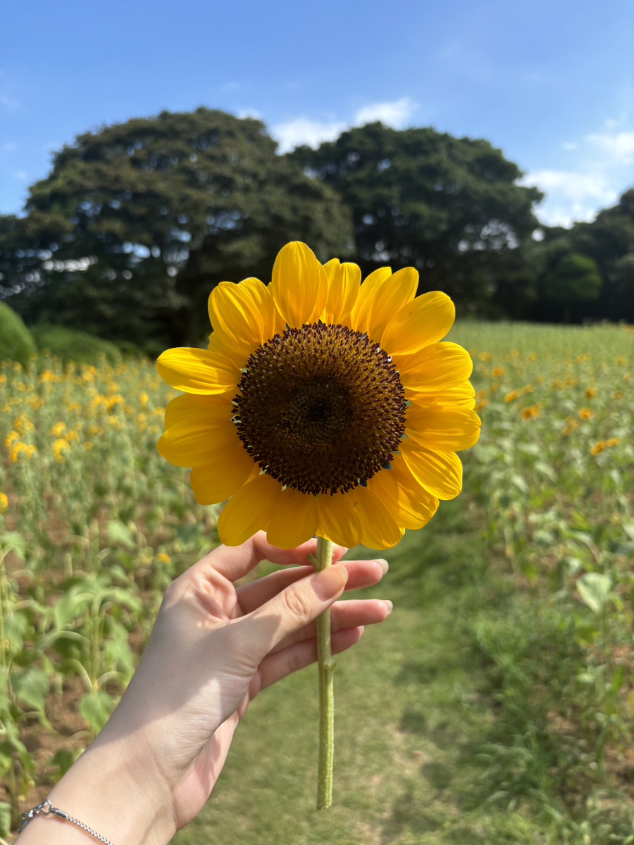 ひまわり🌻