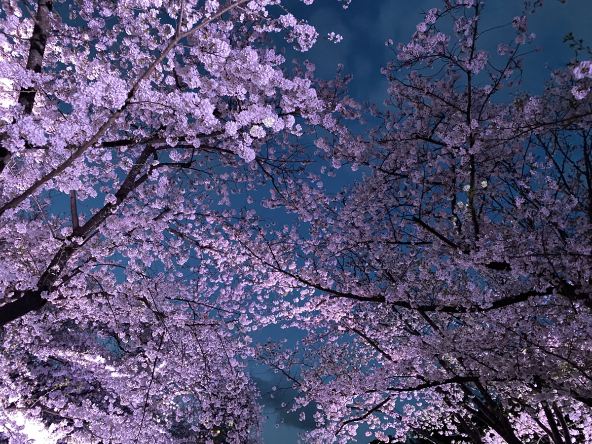 夜桜