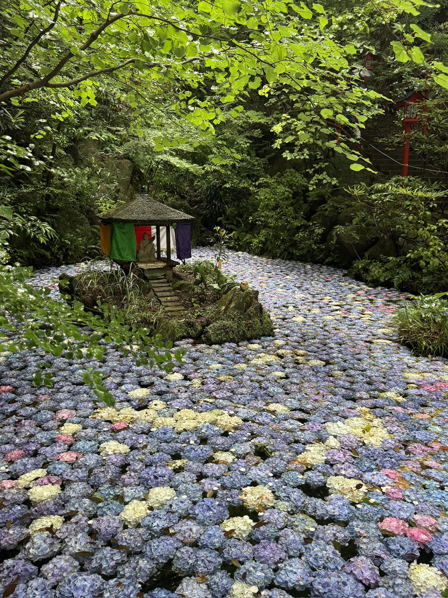 紫陽花