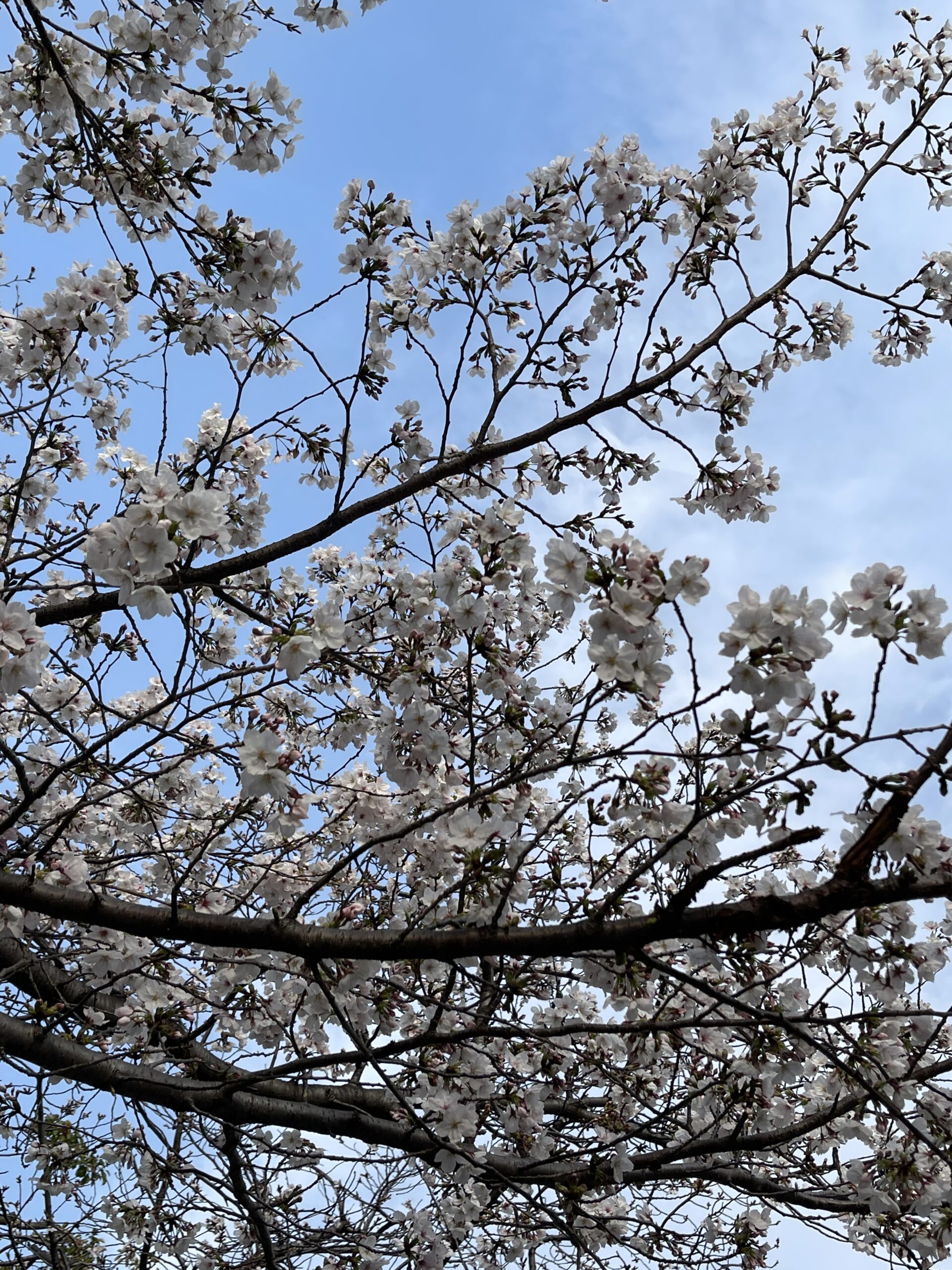 五分咲きと、これから